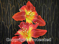 Callis Lily